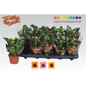KAL EN TIGER GEM