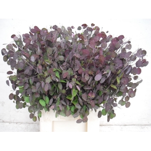 LUNARIA ANN PAARSE P