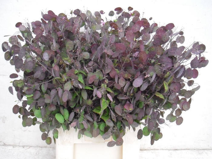<h4>LUNARIA ANN PAARSE P</h4>