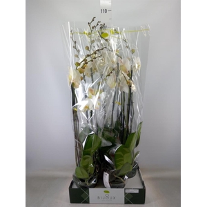 Phalaenopsis   ...white