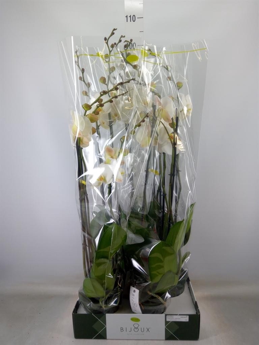 <h4>Phalaenopsis   ...white</h4>