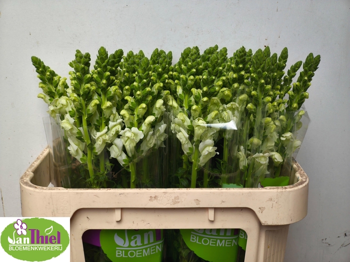 <h4>ANTIR ORL WHITE IMP</h4>