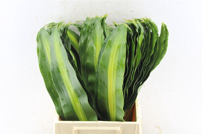 <h4>Drac Fr Massangeana</h4>