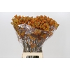 Anigozanthos Golden Girl