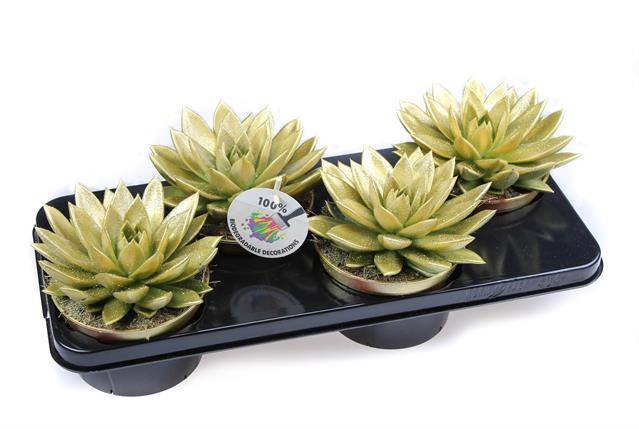 <h4>ECHEVERIA GOLD + GLITTER P15</h4>