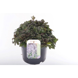 Ajuga