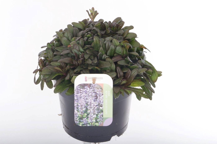 <h4>Ajuga</h4>