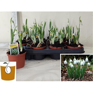 GALANTHUS NIV IN POT