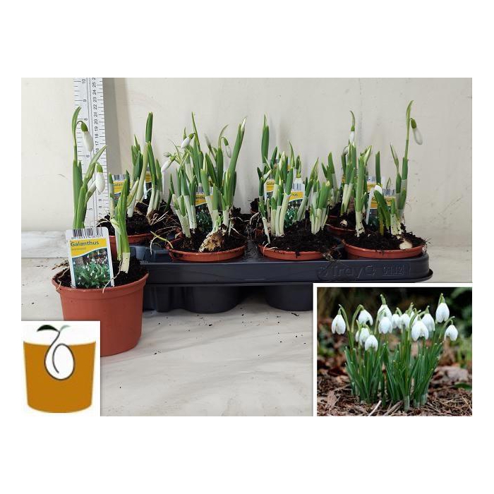 <h4>GALANTHUS NIV IN POT</h4>