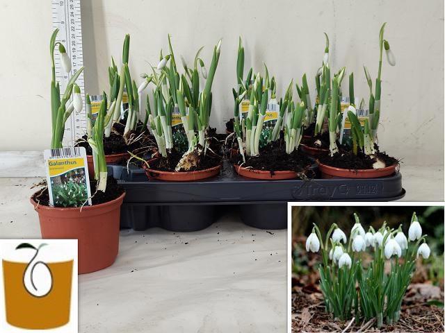 <h4>GALANTHUS NIV IN POT</h4>