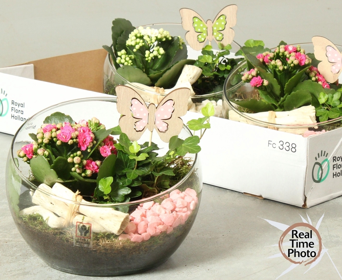 <h4>Arr Kamerpl</h4>