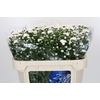 Aster Cassy