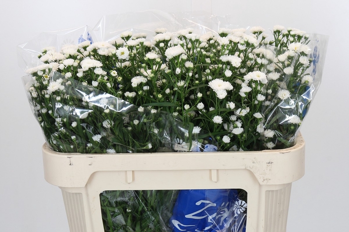 Aster Cassy