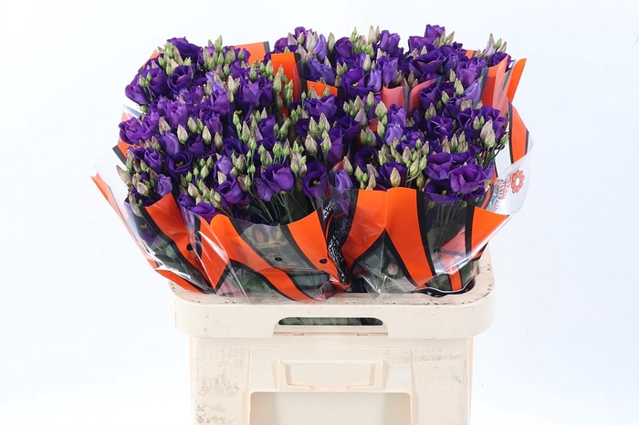 <h4>Eus E Picco Violet</h4>