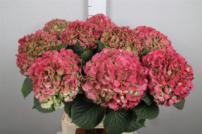 <h4>Hydr Cl M My Vienna</h4>