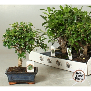 BONSAI GEM