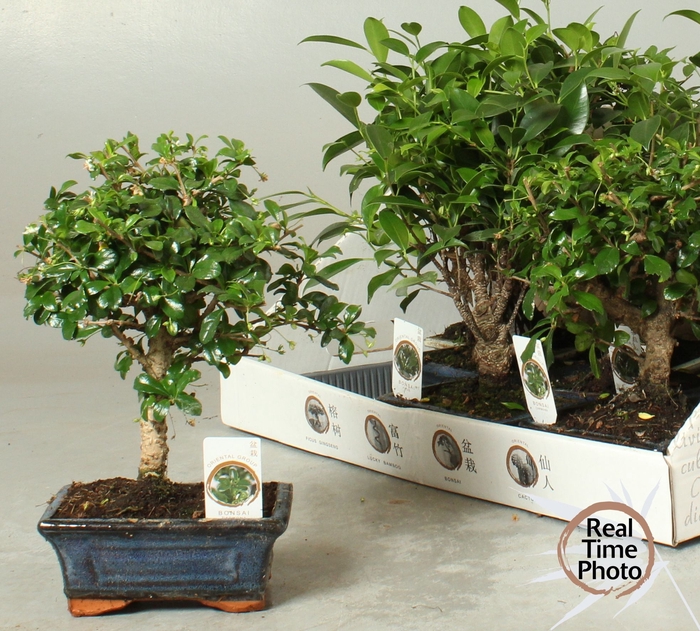<h4>BONSAI GEM</h4>