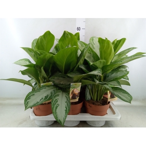 Aglaonema  'Silver Bay'