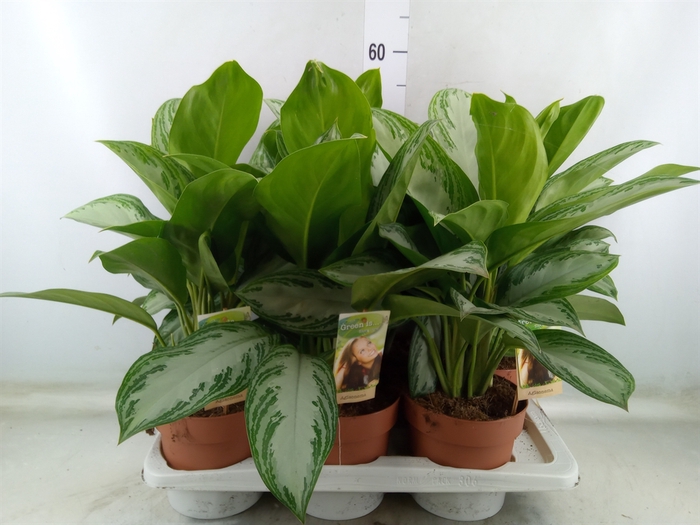 <h4>Aglaonema  'Silver Bay'</h4>