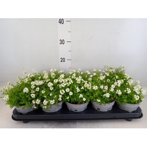 Hutchinsia alpina 'Ice Cube'