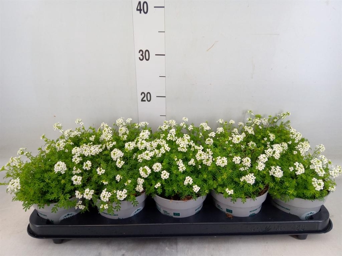 <h4>Hutchinsia alpina 'Ice Cube'</h4>