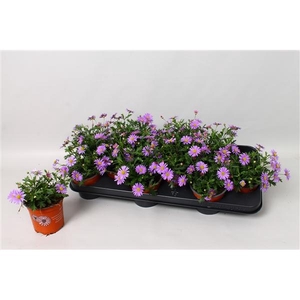 Brachyscome Brasco Violet