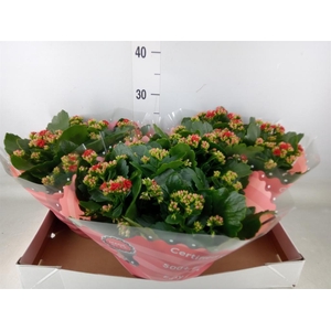 Kalanchoe blos. 'RosDon Justino'