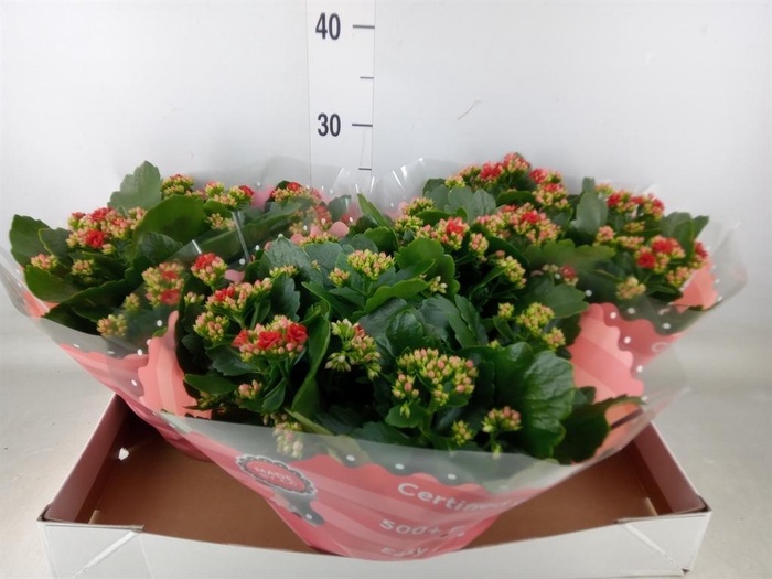 <h4>Kalanchoe blos. 'RosDon Justino'</h4>