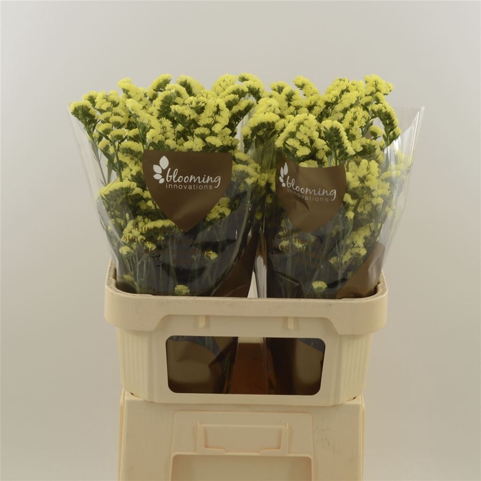 <h4>Statice Canary Sun Birds | Heavy Quality</h4>