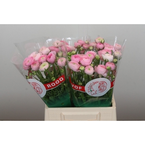 Ranunculus Elegance Pink