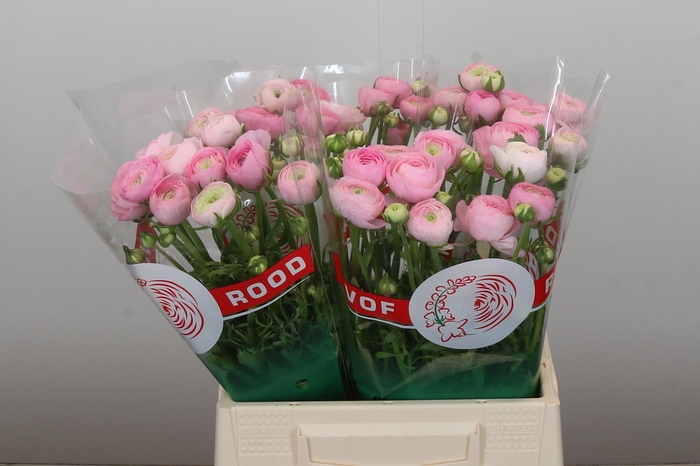 <h4>Ranunculus Elegance Pink</h4>