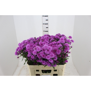 ASTER DOBRADO PINK 060 CM