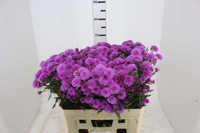 <h4>ASTER DOBRADO PINK 060 CM</h4>