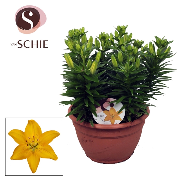 Az Matrix Yellow Schaal 9pp