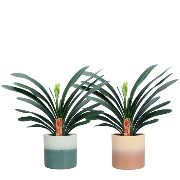 <h4>Clivia miniata in Dubai keramiek</h4>