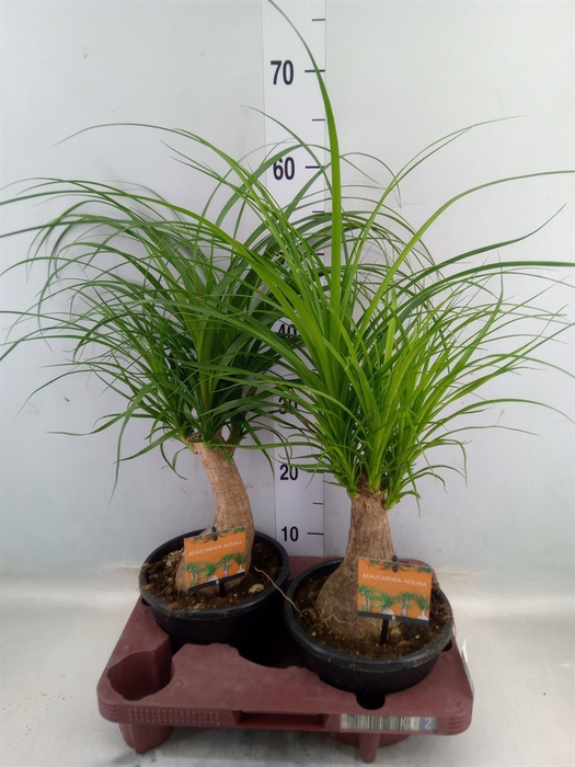 <h4>Beaucarnea recurvata</h4>