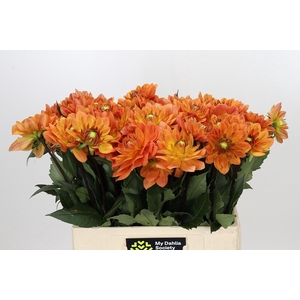 Dahlia Dr Phil