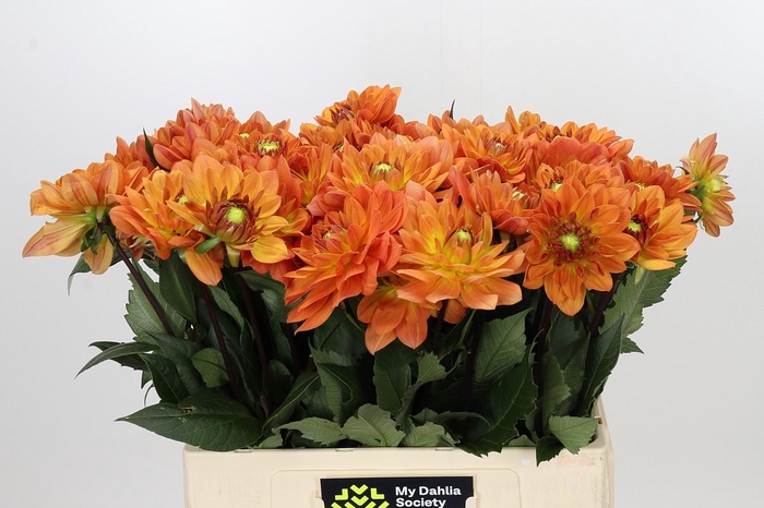 <h4>Dahlia Dr Phil</h4>