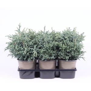 Chamaecyparis pisifera 'Baby Blue'