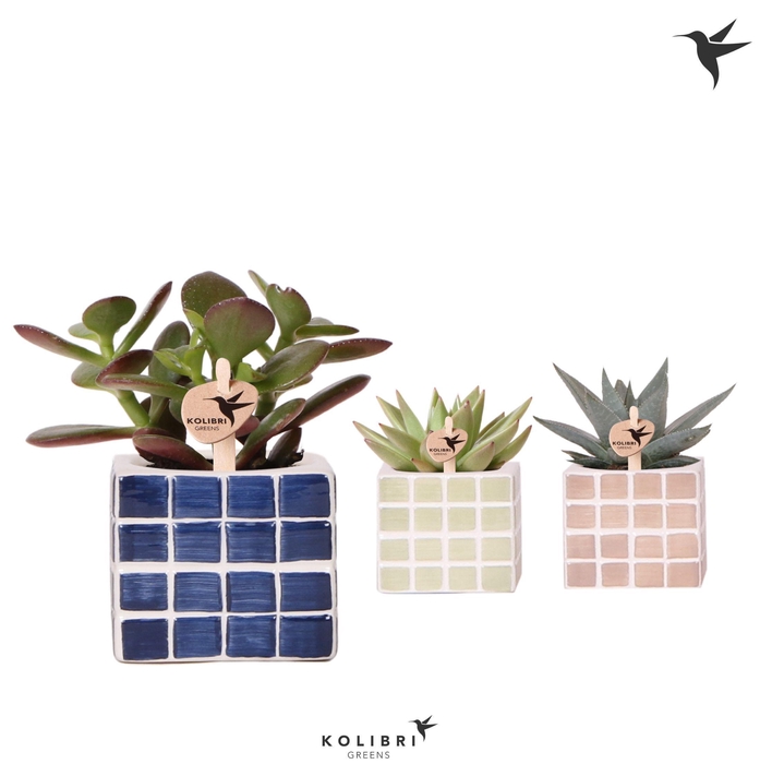 <h4>Kolibri Greens Succulenten mix in Mosa pot blue mix</h4>