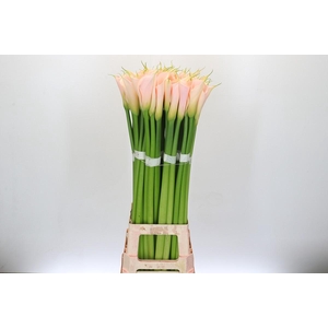 Zantedeschia Eydolls Salmon