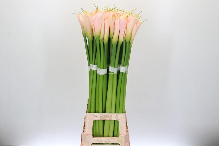 Zantedeschia Eydolls Salmon