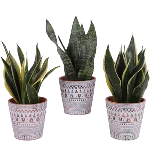 Sansevieria mix Ø12cm in Ø14cm Ceramic Pot Inca