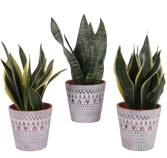<h4>Sansevieria mix Ø12cm in Ø14cm Ceramic Pot Inca</h4>