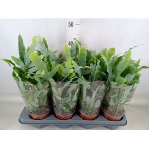 Phlebodium aureum 'Blue Star'