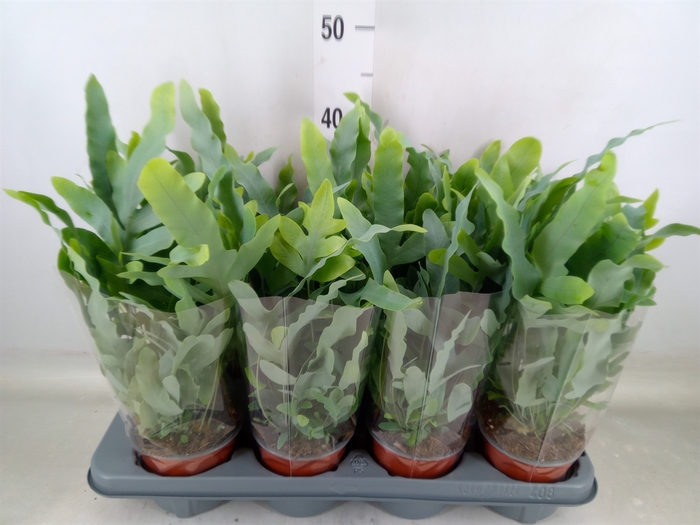 <h4>Phlebodium aureum 'Blue Star'</h4>