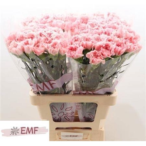 Di St Pink Montezuma