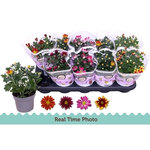 CHRYS GEM 2 KL BLOEM