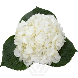 HYDRANGEA PREMIUM WHITE Tessa