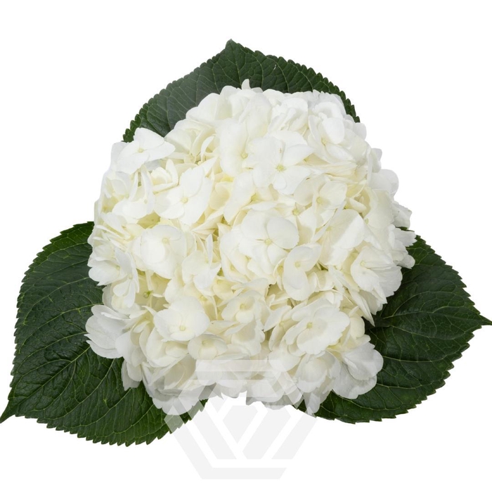 <h4>HYDRANGEA WHITE PREMIUM Tessa Tessa</h4>